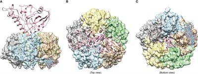 Anti-Cholera toxin activity of selected polyphenols from Careya arborea, Punica granatum, and Psidium guajava